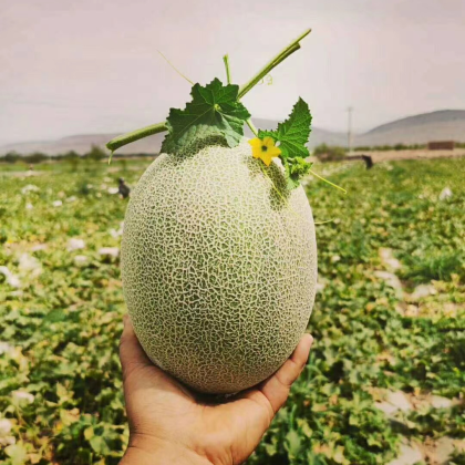 新疆吐鲁番西州蜜瓜产地行情