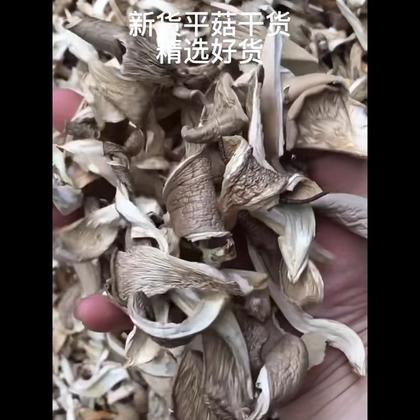 河南洛阳平菇价格行情走势 