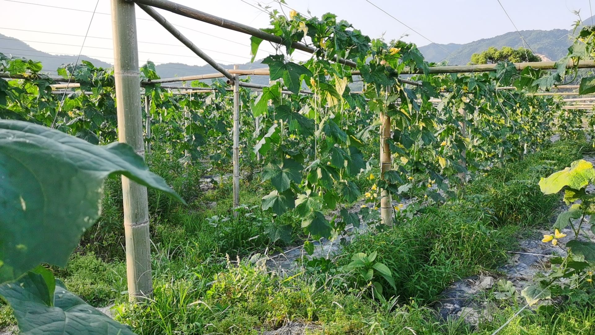 春季农田中的丝瓜种植场景