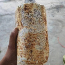 桑黄菌包大量供应。价格实惠，你有量我有价。