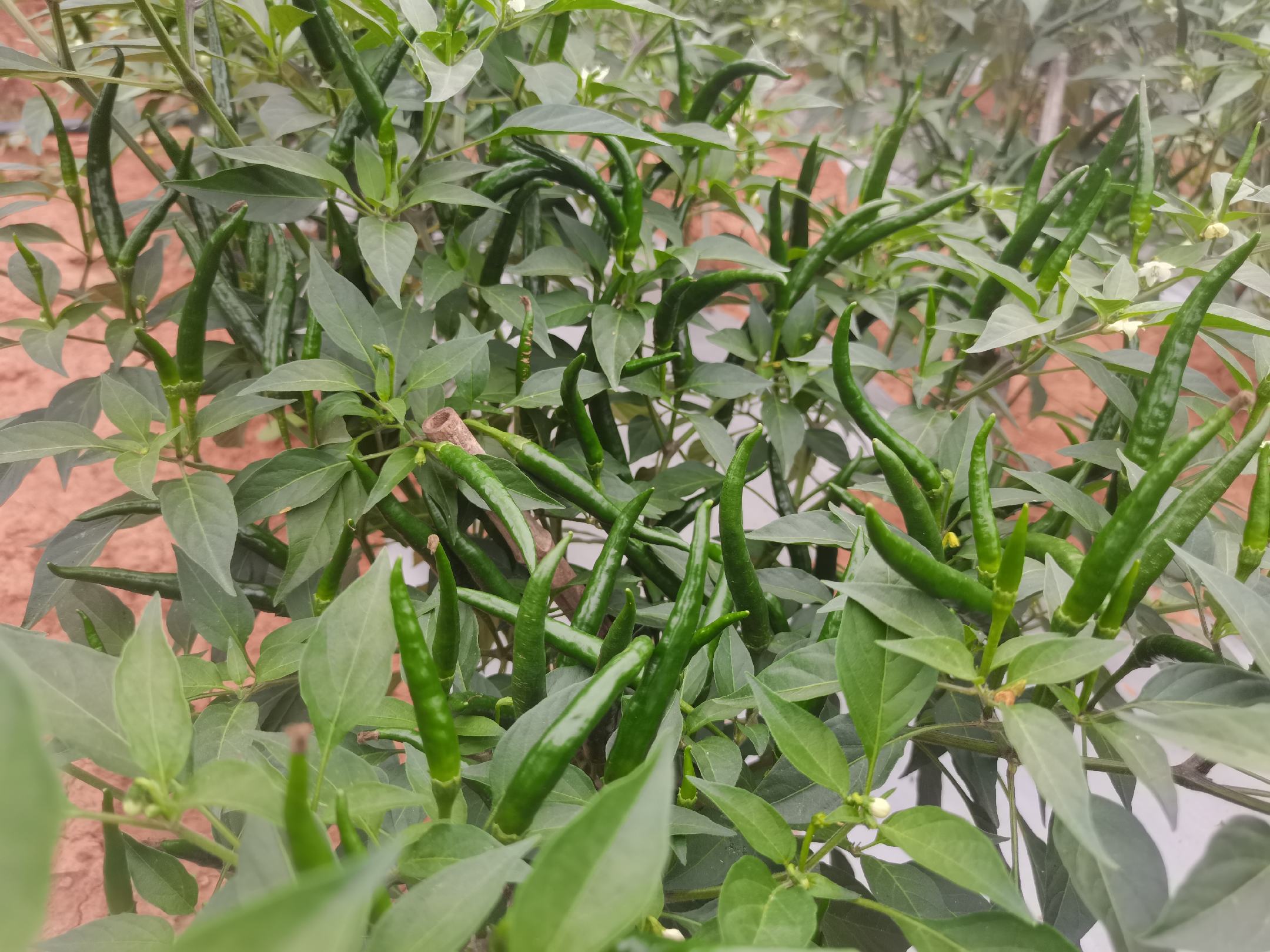 身穿浅色工作服的农户正在小米椒种植基地中手工采摘成熟的红色小米椒,篮子已装满鲜红饱满的辣椒,背景为成片的辣椒植株,阳光洒落,画面充满丰收喜悦的氛围 农户在小米椒种植基地采摘成熟辣椒