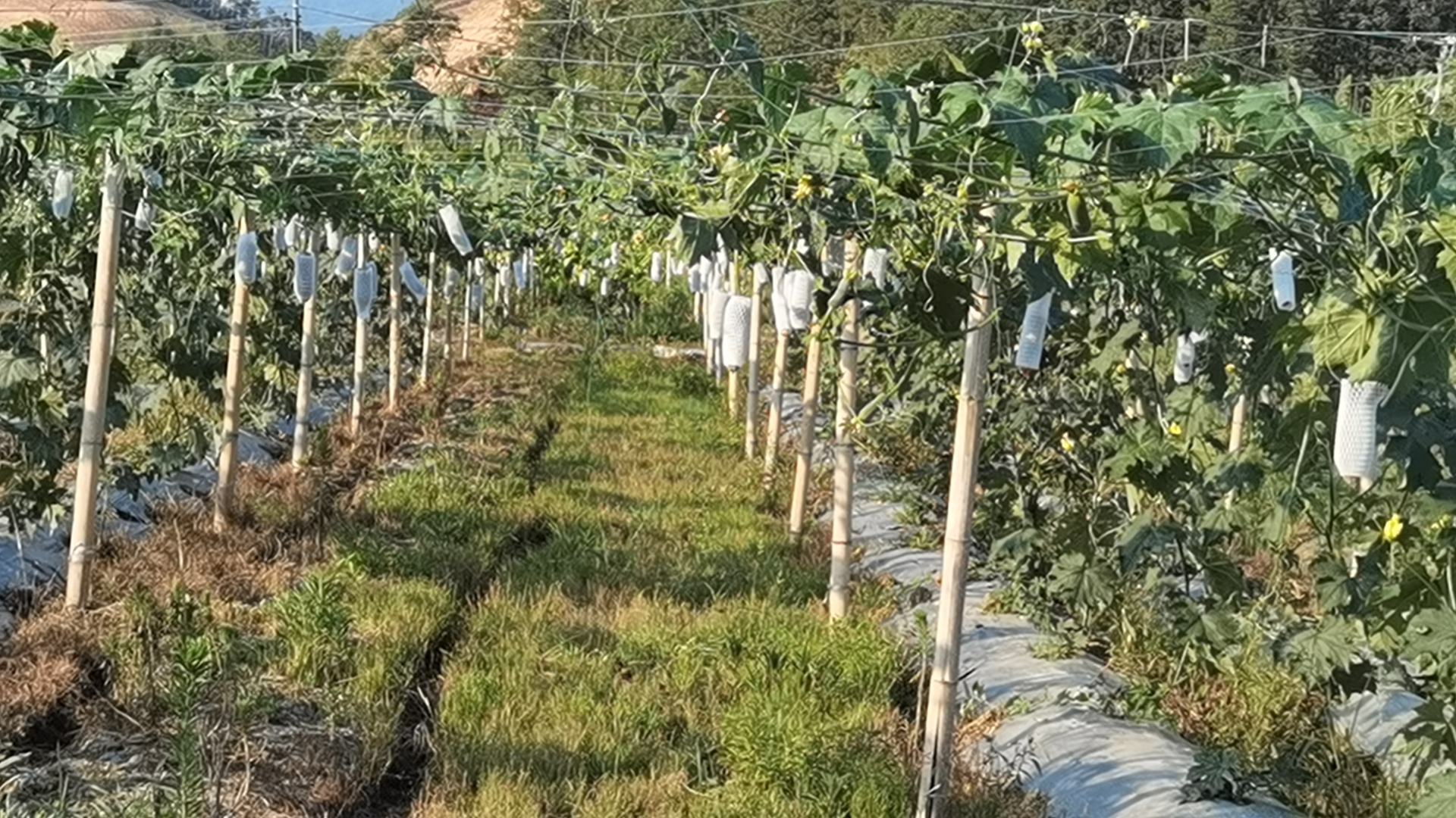 丝瓜络瓜种植基地实景图,展示整齐排列的瓜藤和正在成熟的果实 丝瓜络瓜种植基地实景图
