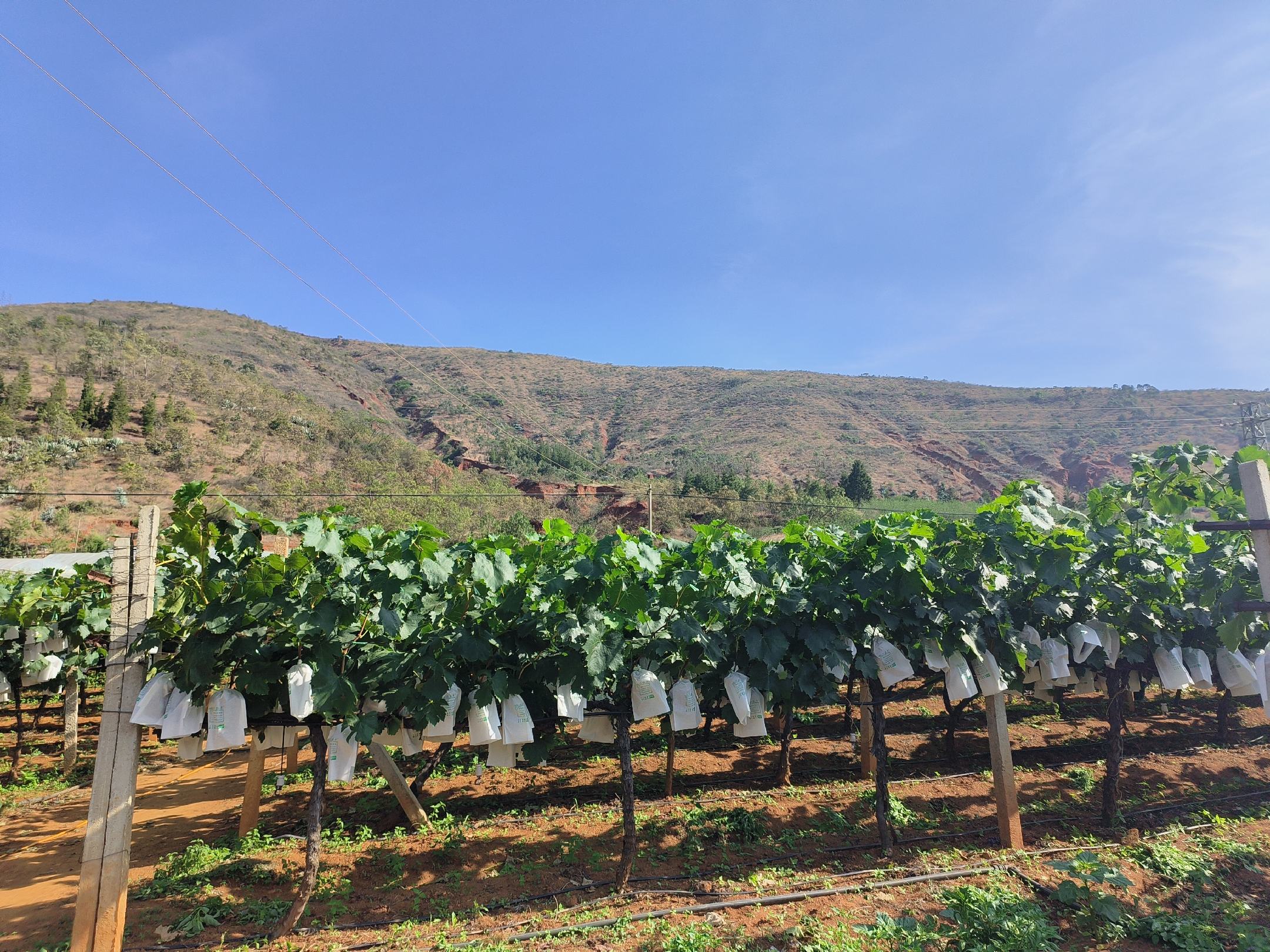 无人机俯拍一片整齐的夏黑无籽葡萄园, rows of green vines stretch into the distance under clear sky, plastic-covered tunnels indicate protected cultivation, farmers are seen working in the field, showing large-scale modern agricultural operation 夏黑葡萄果园航拍图