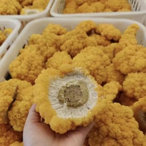 金耳