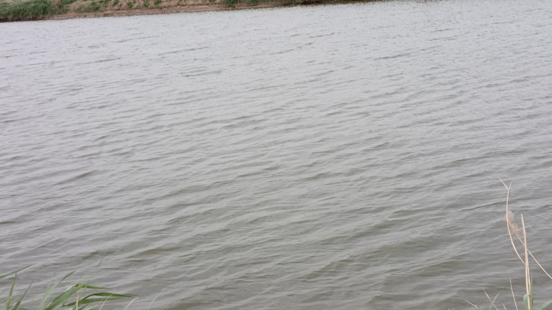 高位池清塘消毒现场