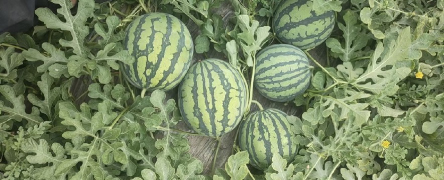 8424西瓜整体外观特写