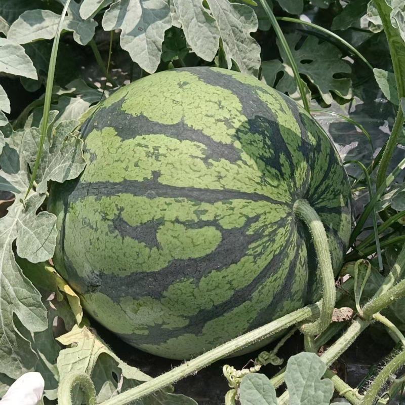 [美都西瓜批发]河南商丘睢阳区西瓜 1.00元/斤美都,8428 _ 一亩田