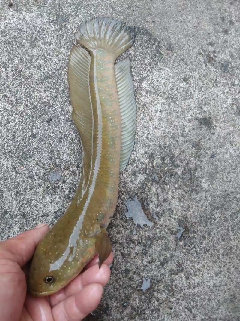 七星鱼苗山斑鱼苗花星鱼苗月鳢鱼苗黑鱼苗生鱼苗