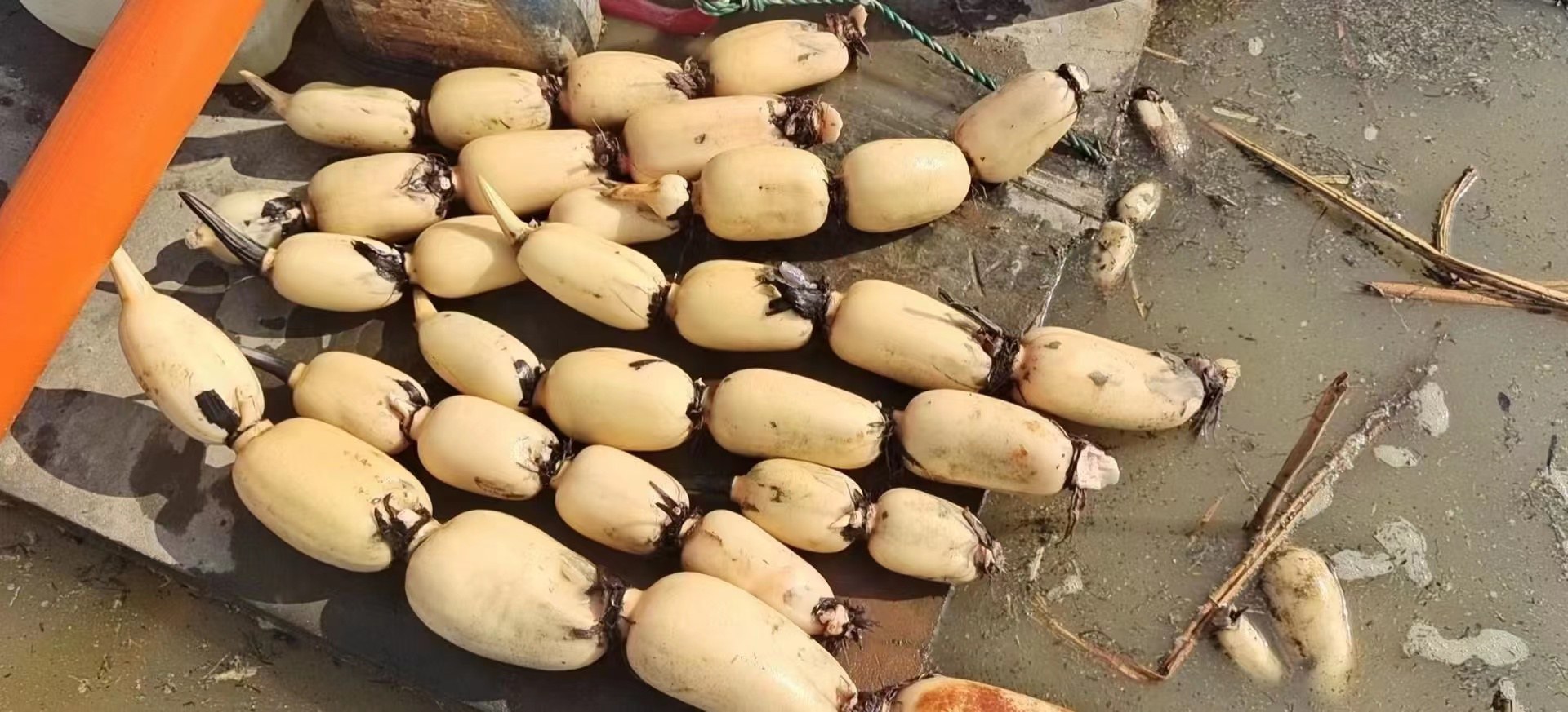 柱状图清晰展示三类剥莲子机价格区间:半自动3.2-4.8万元、全自动12.6-18.5万元、大型产线23.8-27.9万元;标注各档位对应日处理量、用工人数、典型用户类型及2024年市场占比数据 剥莲子机价格对比图表