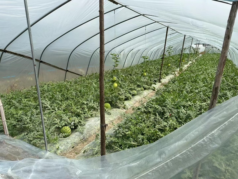 一名技术人员正在对一盆8424西瓜进行整枝操作,剪去多余侧枝,并用棉签进行人工授粉,植株绑缚在竹竿支架上,背景为阳光充足的封闭阳台 盆栽8424西瓜整枝与授粉示意图