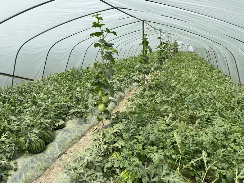 航拍视角下的朱家尖西瓜种植基地，大片白色大棚整齐排列，位于海边丘陵地带，远处可见海水与防风林带交织