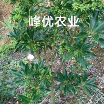 罗马品种嫁接苗包技术、回收批发矮化八角嫁接苗八角树苗