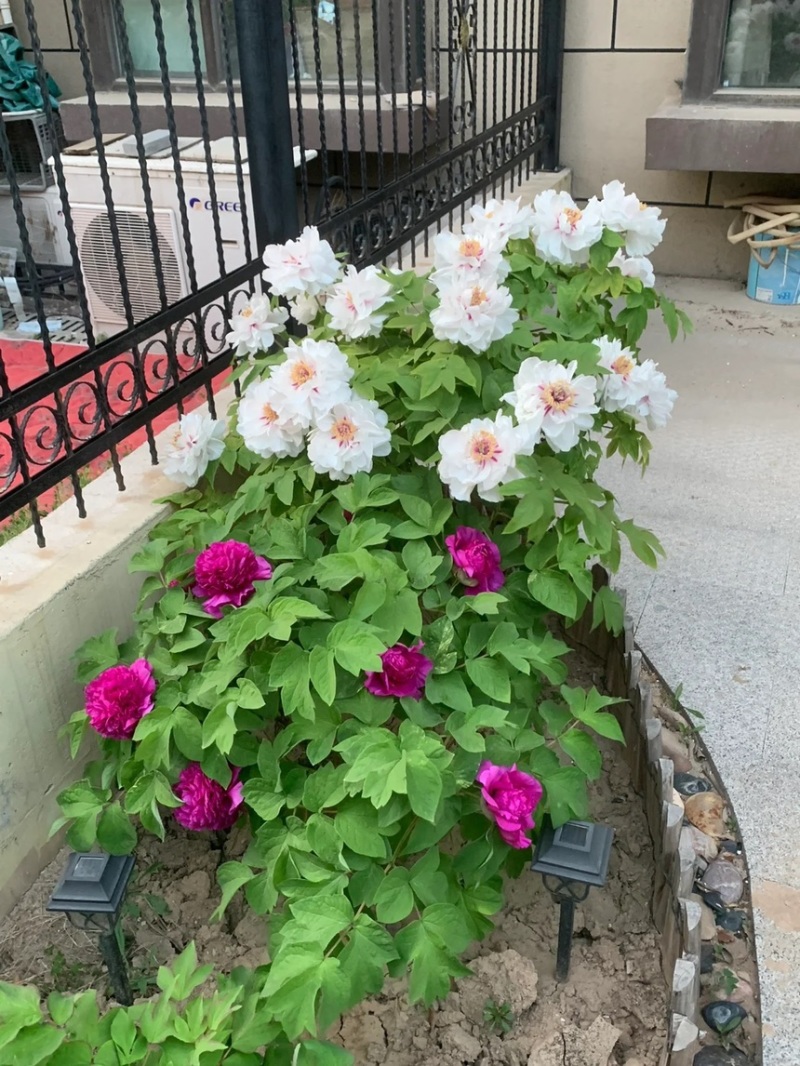 山东菏泽牡丹芍药苗木及盆栽