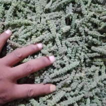 纯新荆芥种子，荆芥子包邮