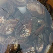 河蚌