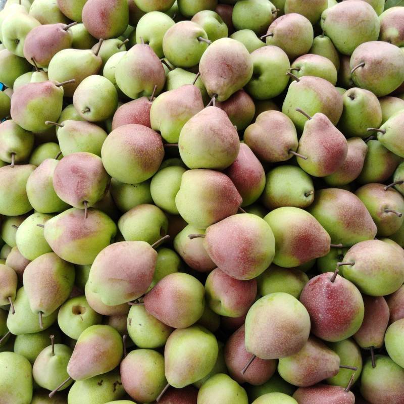 山西运城临猗七月红梨口感脆甜,渣细,糖度高欢迎咨询