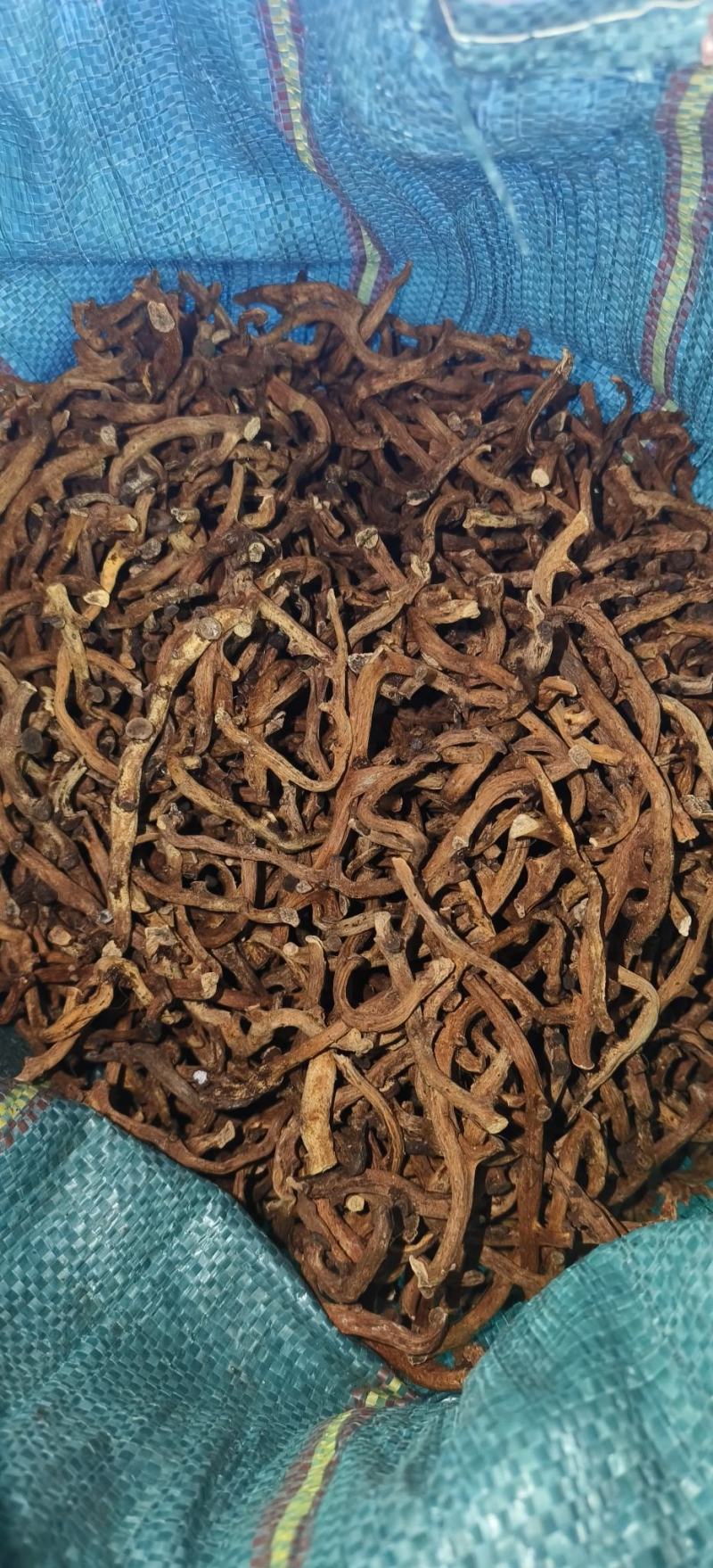 云南骨碎补