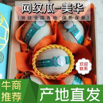 网纹系列美华、鲁厚甜网纹～冰激淋蜜瓜，口感好
