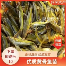 优质黄骨鱼苗黄辣丁黄丫头黄鸭叫刺昂鱼水黄蜂淡水