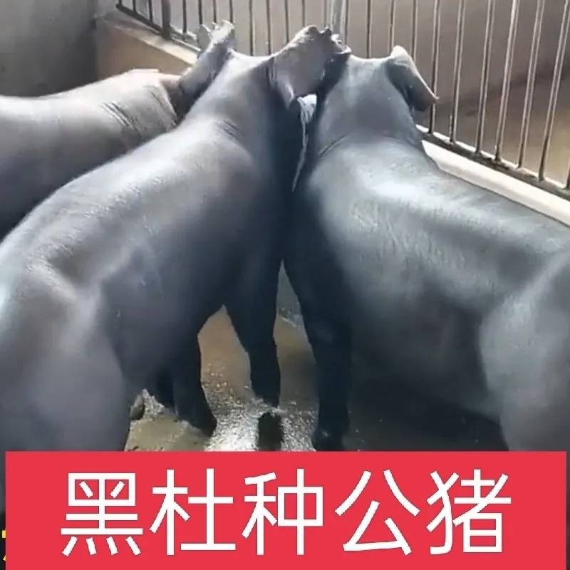 新美系黑杜洛克公猪图片