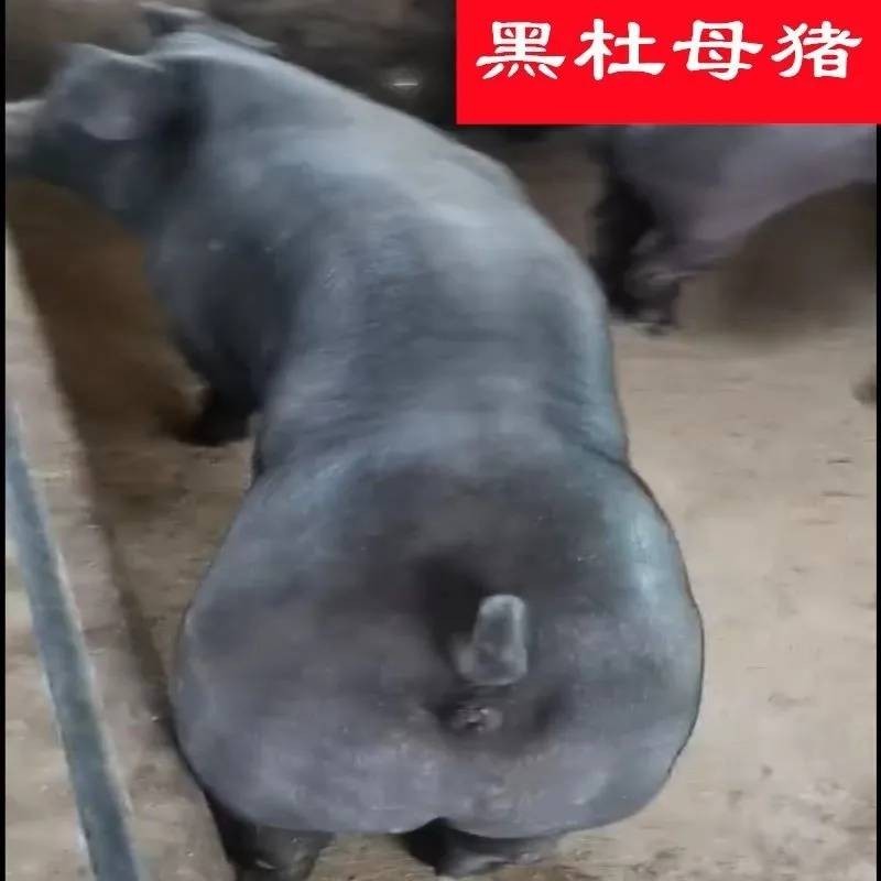 黑金钢猪图片