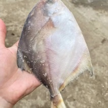 鲳鱼，杂鱼