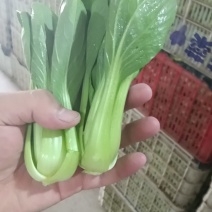 上海青，快菜