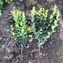 卫矛