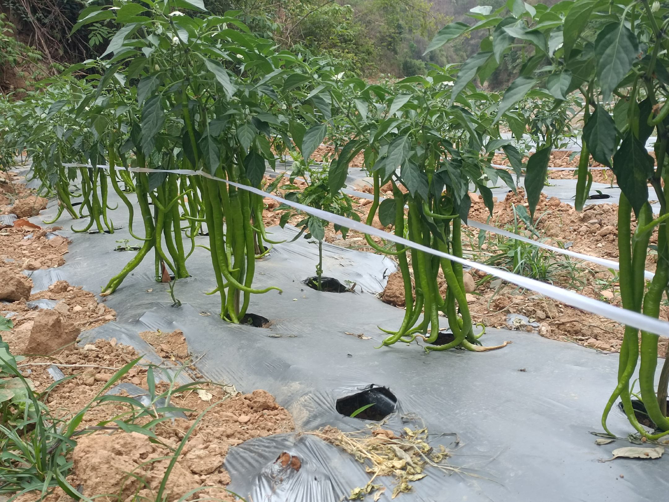 山东寿光线椒标准化种植基地:工人正在进行单杆半整枝作业——左手扶主茎,右手精准抹除第一花序下方所有侧芽,仅保留主茎及第一花序下1个粗壮侧枝(已挂果);背景可见整齐挂果的线椒植株,果实顺直下垂,长度均一;地面铺银黑双色地膜,无杂草;右下角特写采收标准:青果长24cm、果皮光滑微起棱、果肩初现浅皱 线椒标准化整枝与采收示范