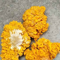 金耳菌干货