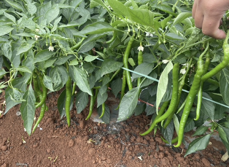 田间正在移栽线椒的农户,采用大小行种植模式,大行宽70厘米便于行走,小行40厘米,株距30厘米,已覆盖黑色地膜,滴灌带铺设于膜下 线椒田间定植布局示意图