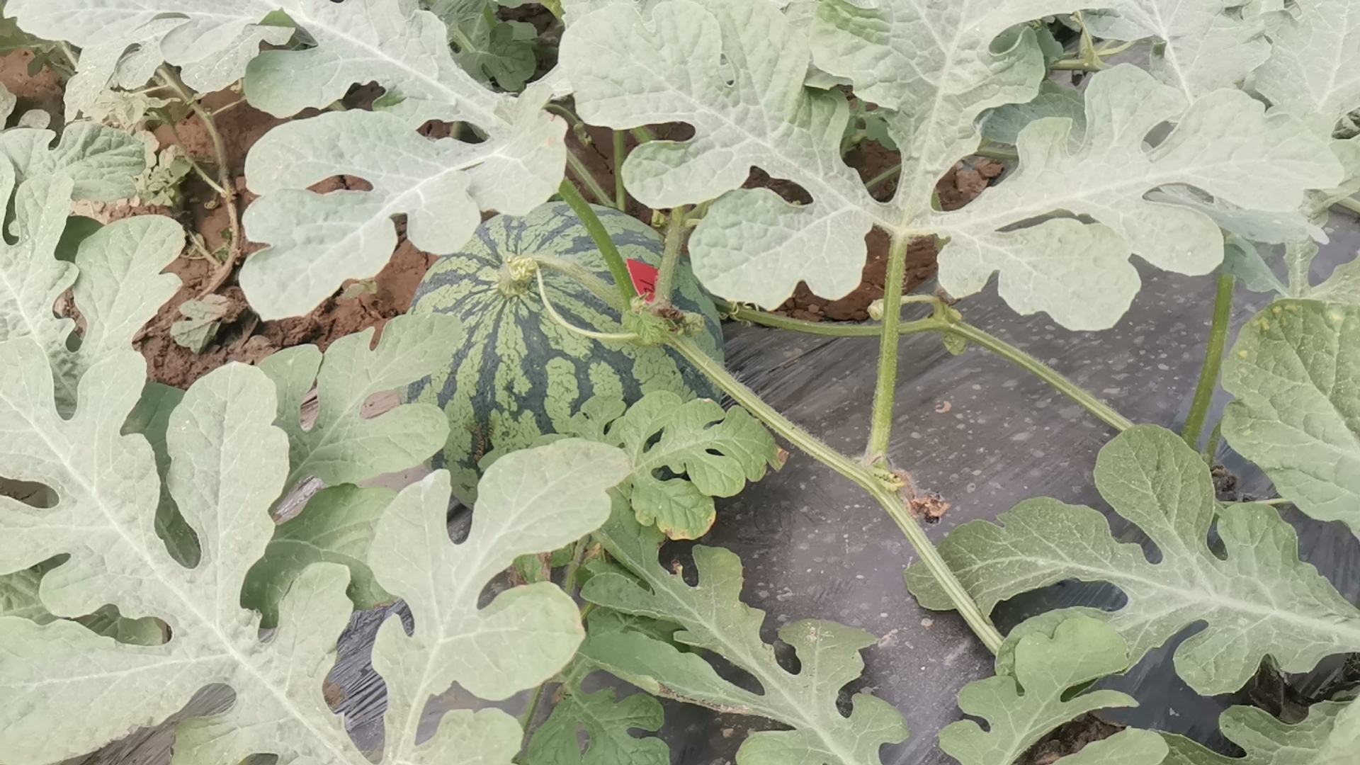 三白西瓜田间种植图