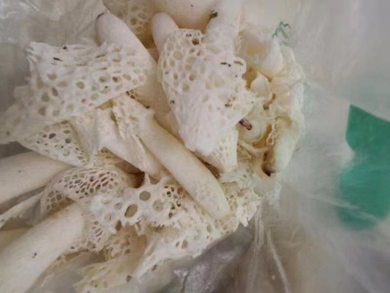 一束完整的干制长裙竹荪平铺展示,菌盖圆润,菌裙细长且呈规则网状结构,整体为乳白色略带淡黄,背景干净无杂质,突出其形态优美与完整性 干制长裙竹荪特写