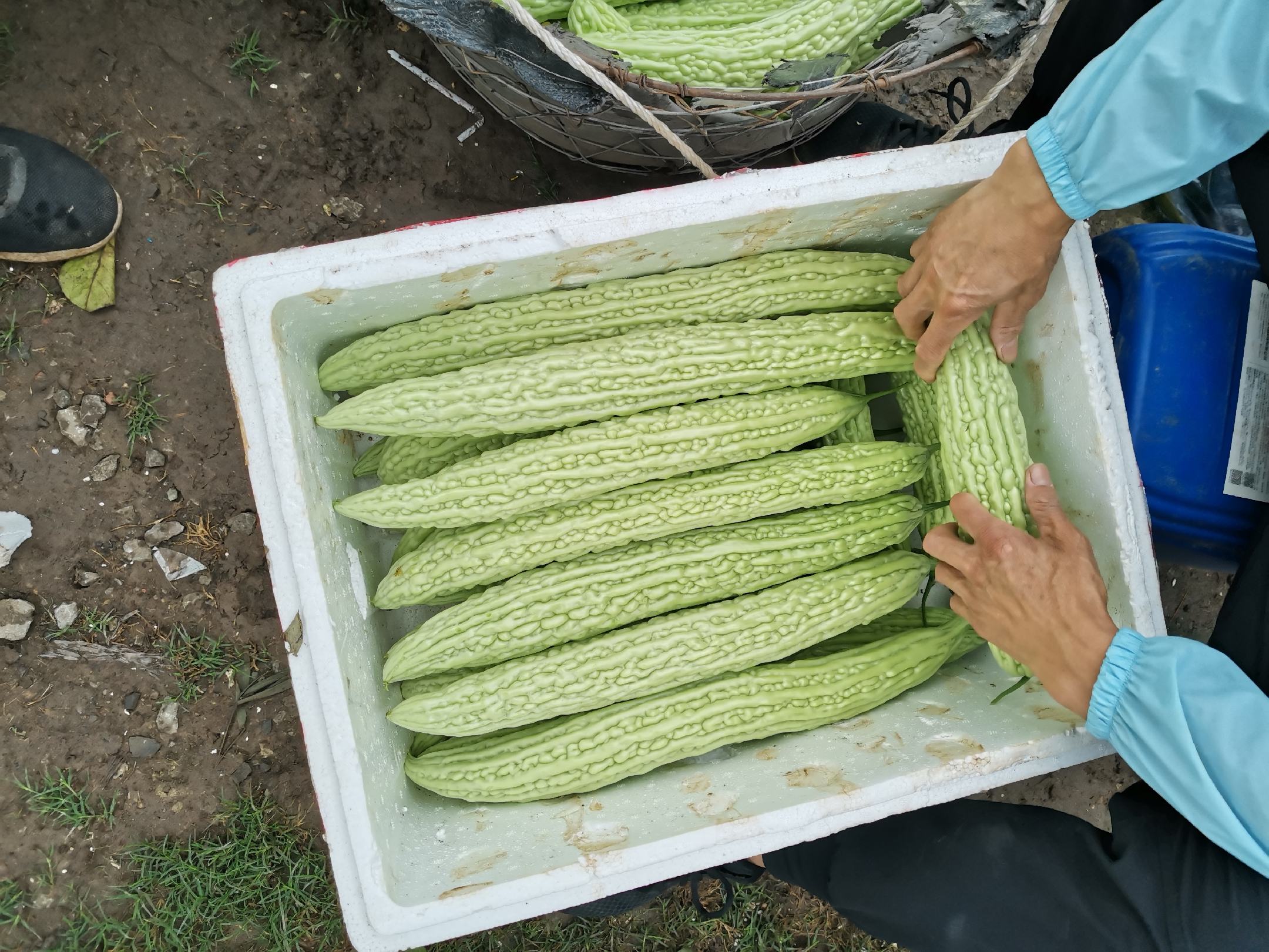 苦瓜与冰箱冷藏保存场景