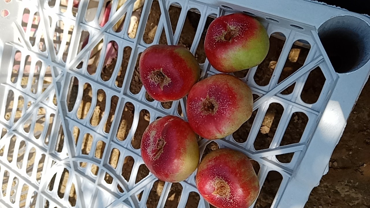 蓝田农户采摘蟠桃场景