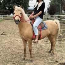 矮马100~200kg