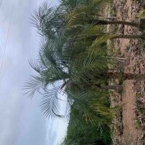 美丽针葵米径5-20分基地大量低价销售欢迎咨询