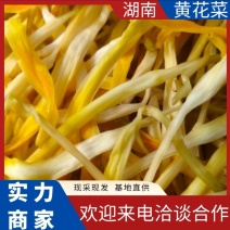 【批发】2025年新货黄花菜包邮支持代加工贴牌保质