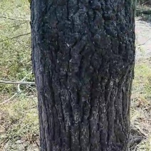 大量出售榆木，有需要的联系我