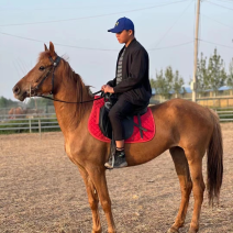 骑乘马宠物马黄金骟马骑乘稳定调教成熟