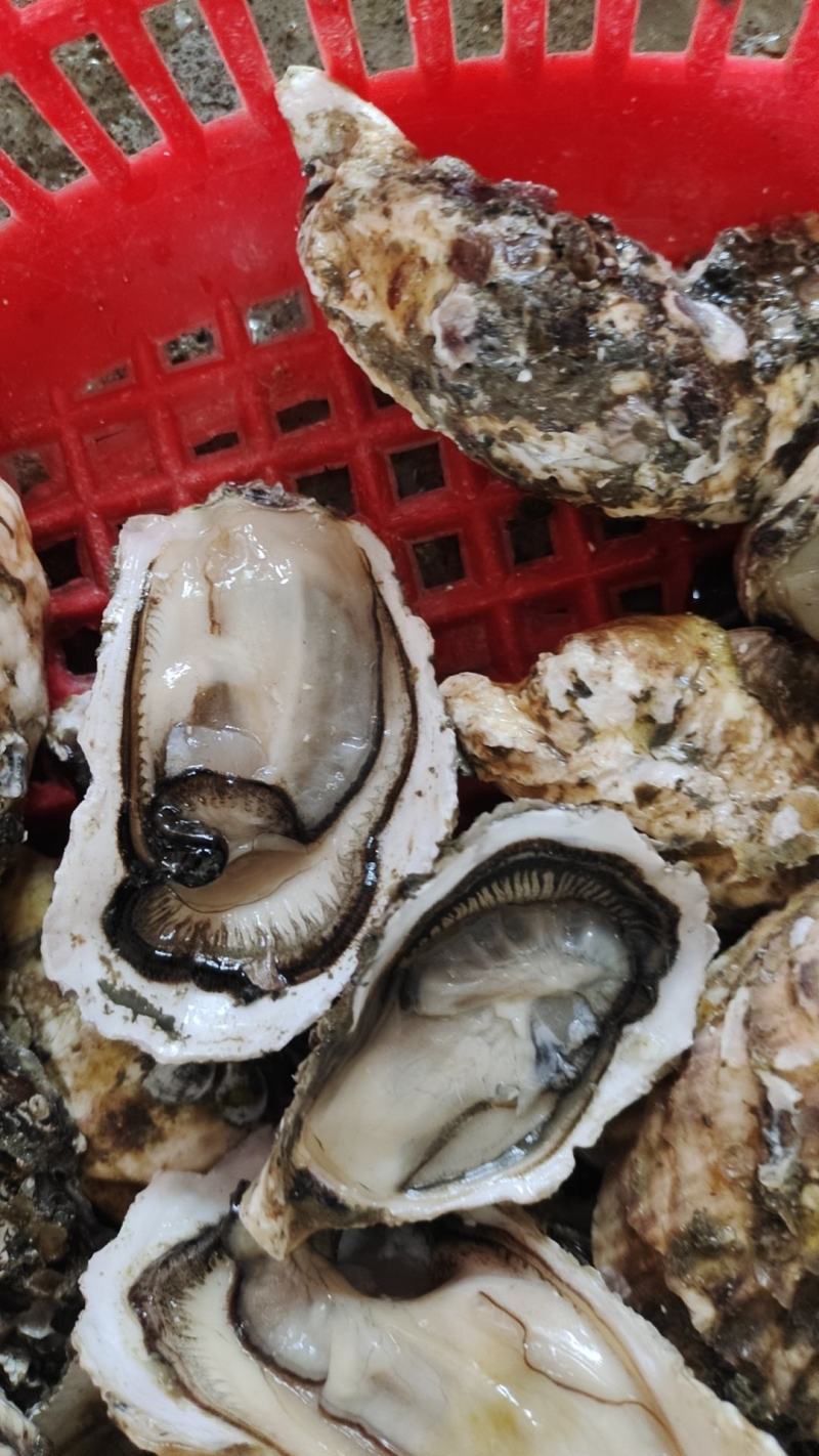 [汫洲生蚝批发]广东潮州饶平县生蚝 2.