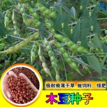 木豆种子豆蓉观音豆树豆柳豆绿化药材护坡灌木种籽多年生绿化