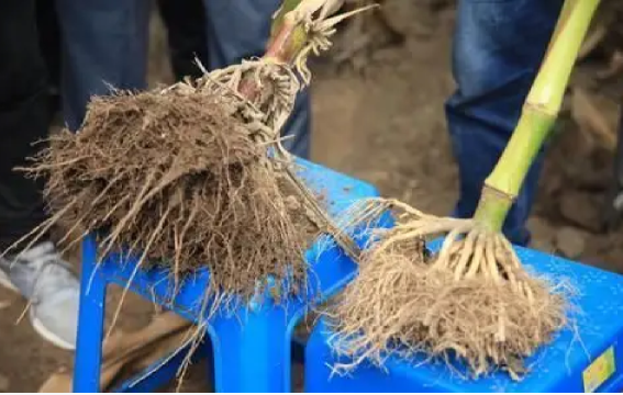 丰奇除草剂与其他除草剂对比图表