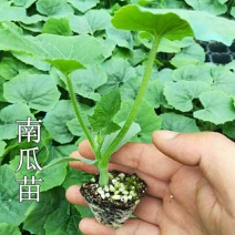贝贝南瓜苗小贝贝南瓜苗板栗南瓜苗蜜本南瓜种苗