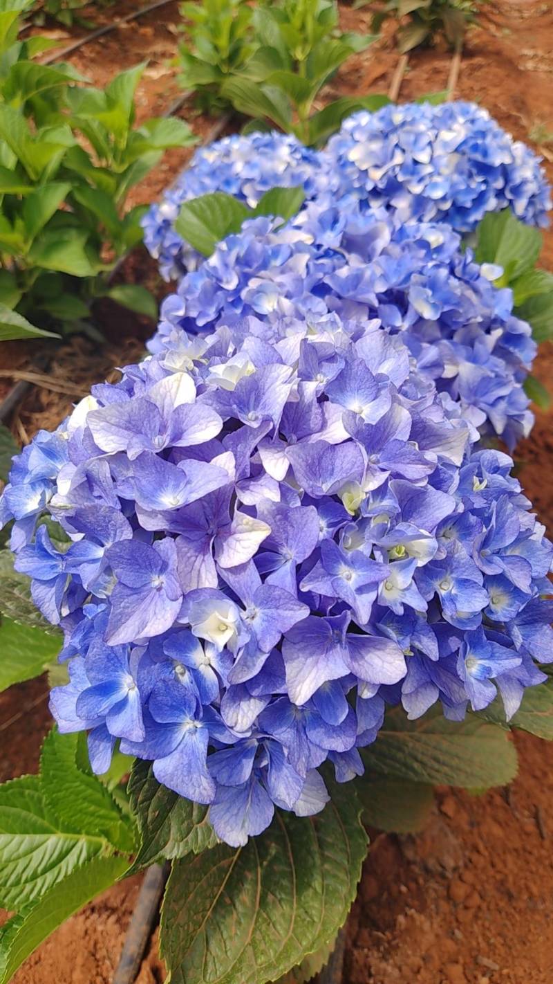 绣球大海蓝