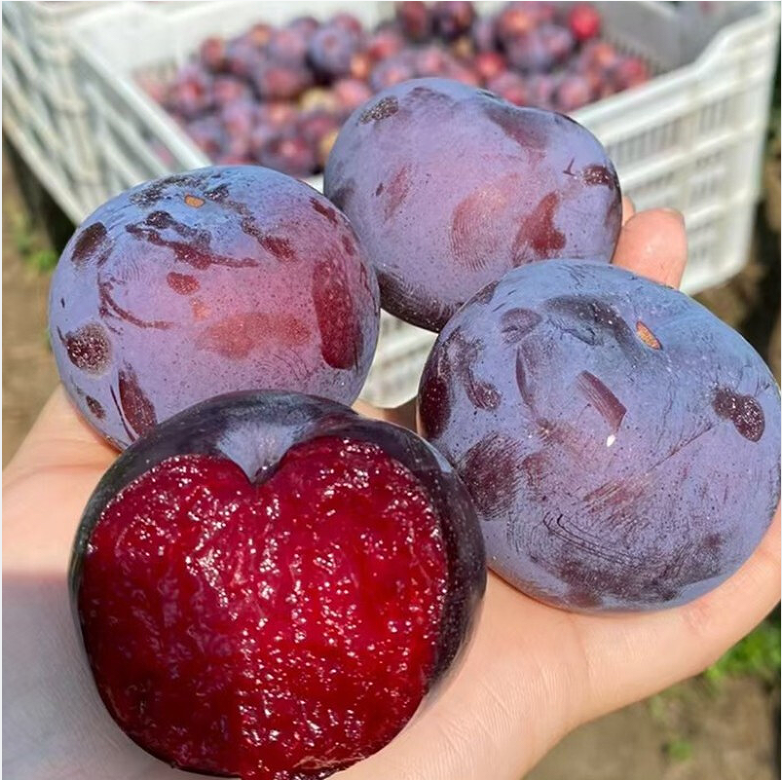 展示一颗成熟的桃形李果实,表皮光滑、颜色红润,形状圆润饱满,类似桃子 桃形李果实特写