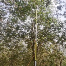 黄花风铃木