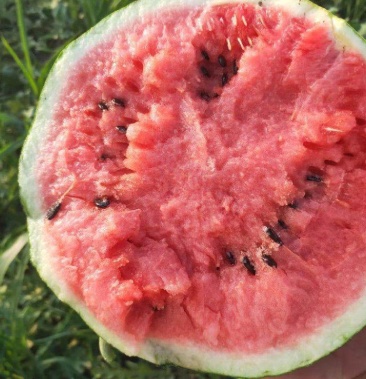 [西瓜批发]正中台头陆地西瓜价格1.60元/斤 - 一亩田