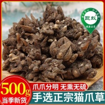 猫抓草中药材正品猫抓草泡茶水猫瓜草新鲜批发夏枯草车前猫抓