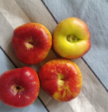 [油蟠桃批发]金钱油蟠桃价格1.50元/斤 - 一亩田